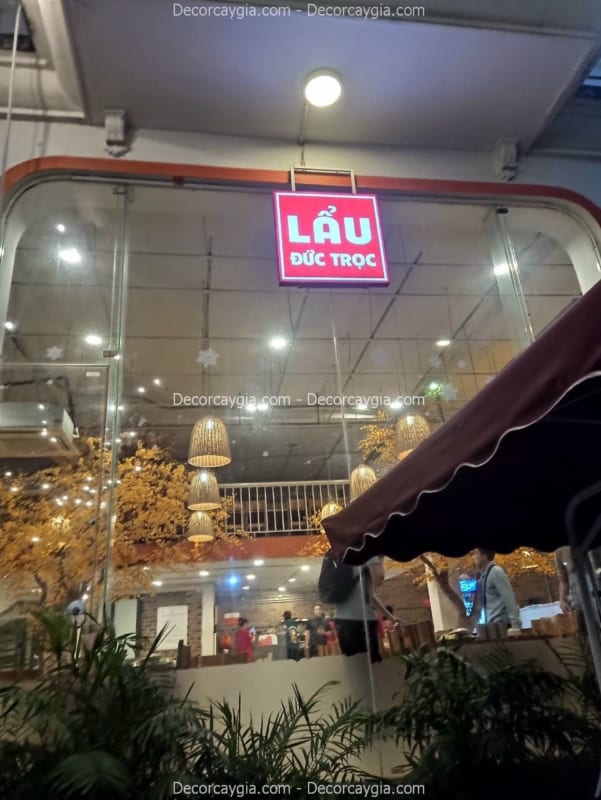 cây mai vàng giả trang trí quán