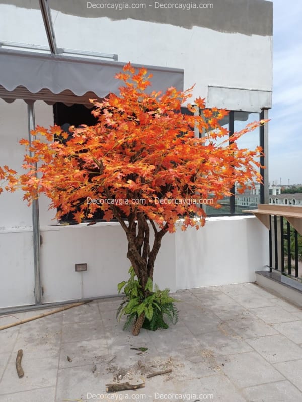 Cây lá phong giả Cây lá phong giả