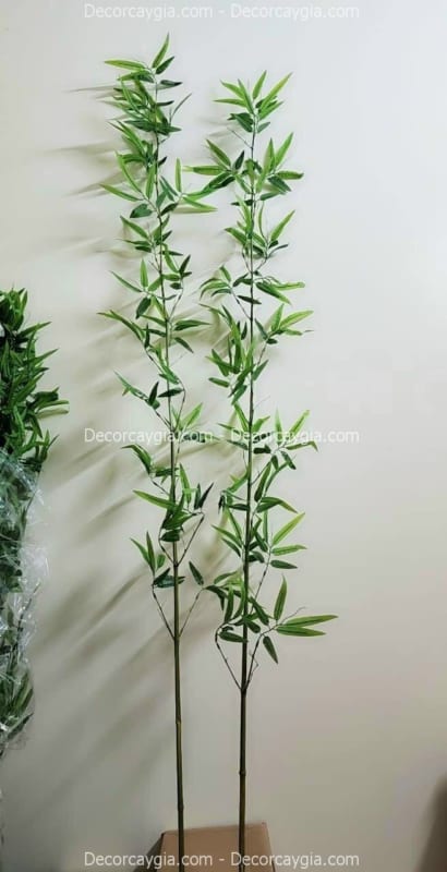 cây trúc quân tử giả
