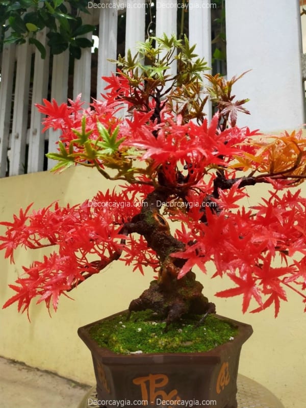chậu cây phong giả