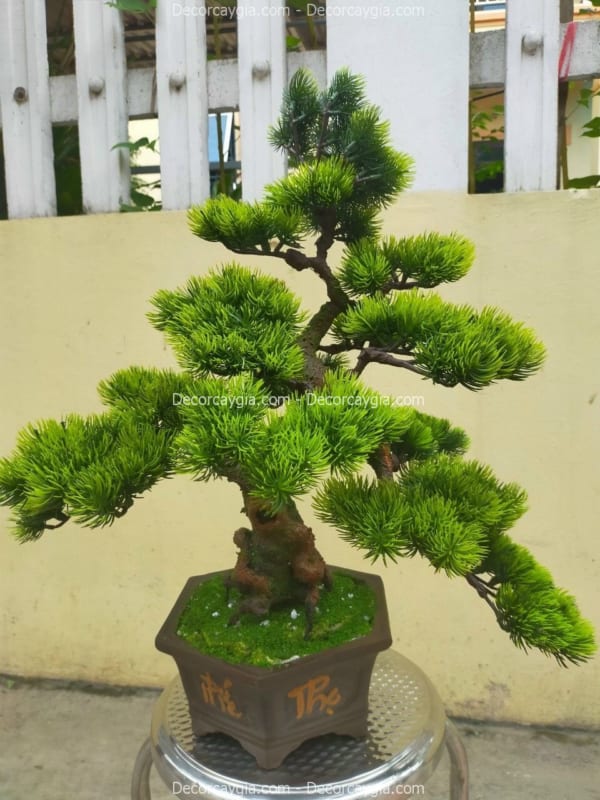 chậu cây tùng giả