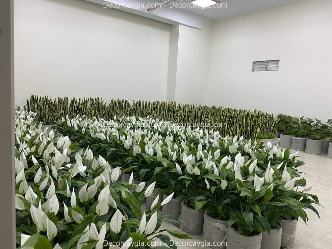 Bục cây giả quận 11 TPHCM