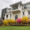 Cây Cổ Thụ Giả Trang Trí Sân Vườn