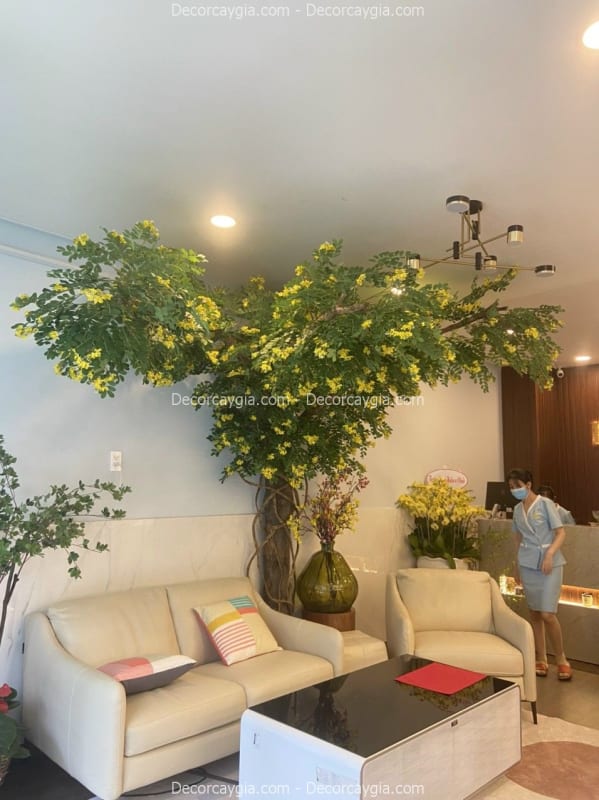 Cây điệp vàng giả