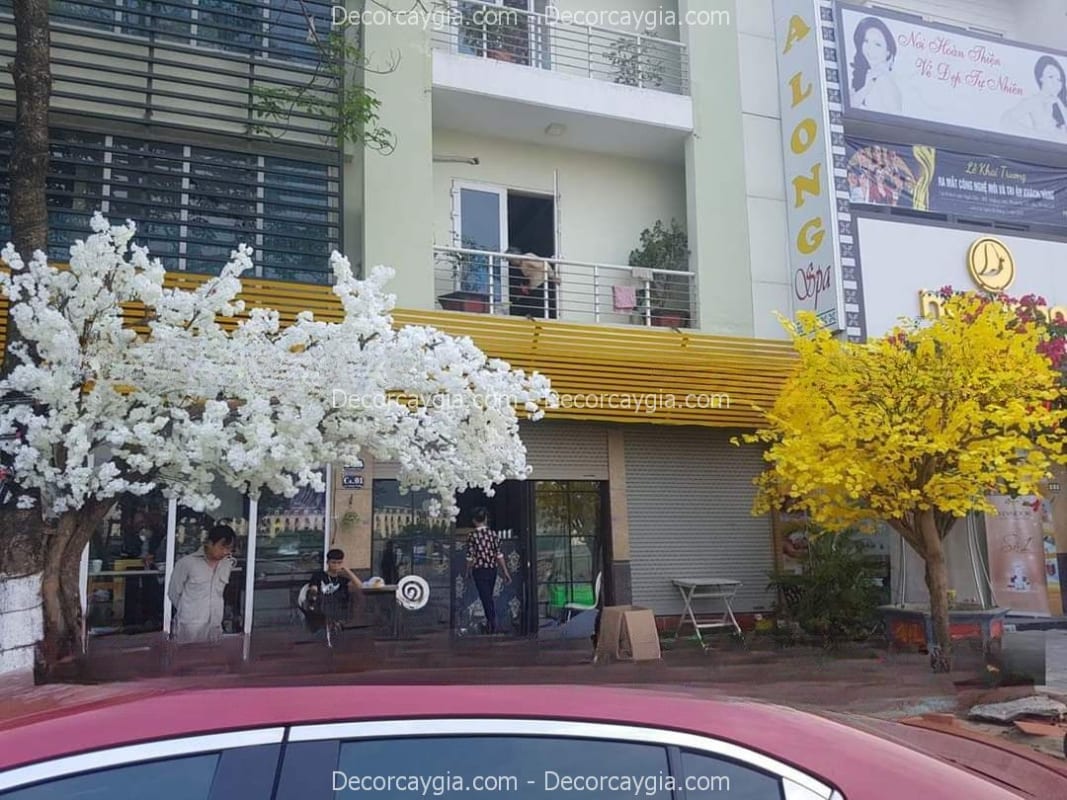 Cây hoa anh đào giả bông trắng