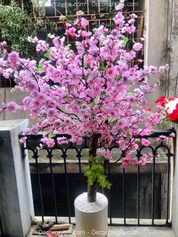 Cây hoa anh đào giả cao 1m5