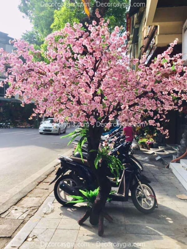 Cây hoa anh đào giả cao 2m7