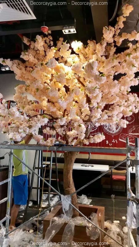Cây anh đào giả Cây anh đào giả