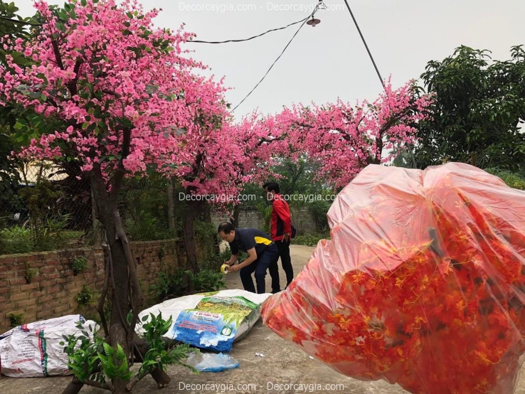 Cây hoa anh đào giả tại Bắc Ninh