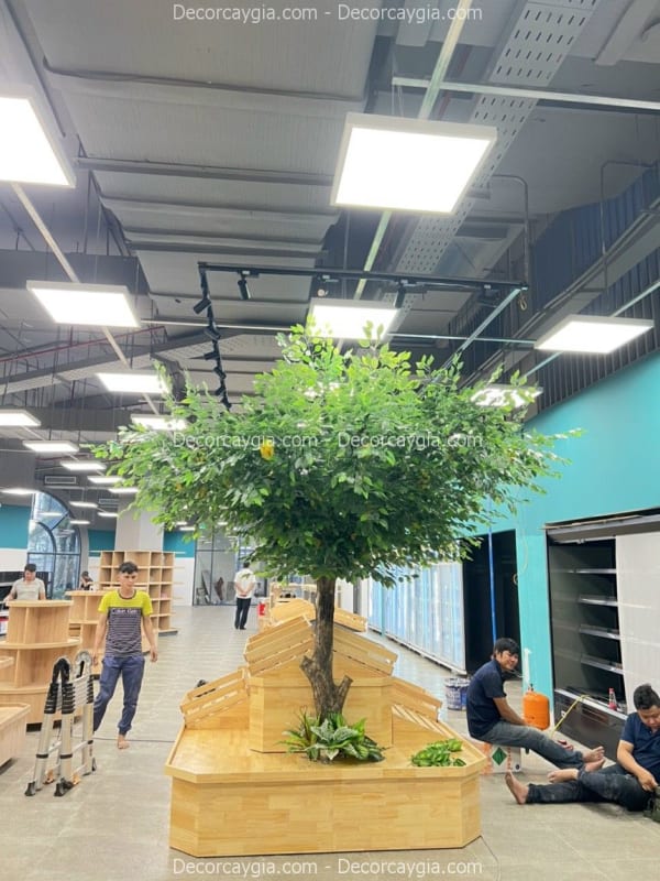 Cây khế giả Sài Gòn