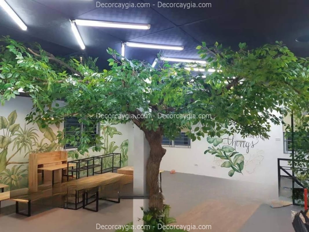 Cây lá xanh giả tán rộng