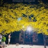Cây Mai Giả Tán Vòm