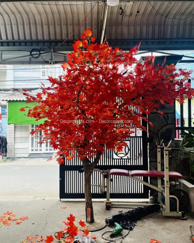 Cây Phong Giả Quận 12 TPHCM