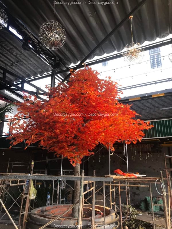 Cây phong lá đỏ giả Hà Nội