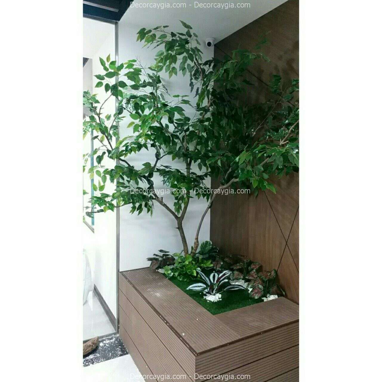 cay-si-gia-cao-1m8