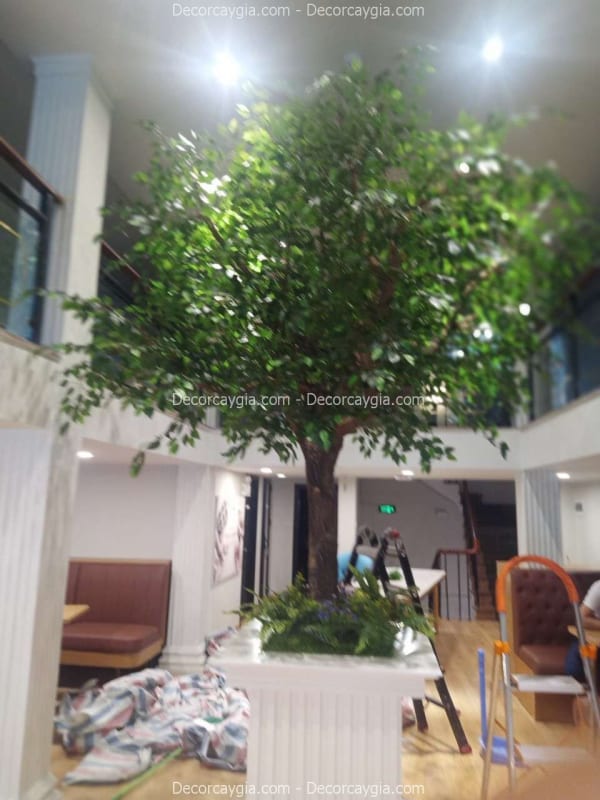 Cây si giả trang trí chung cư