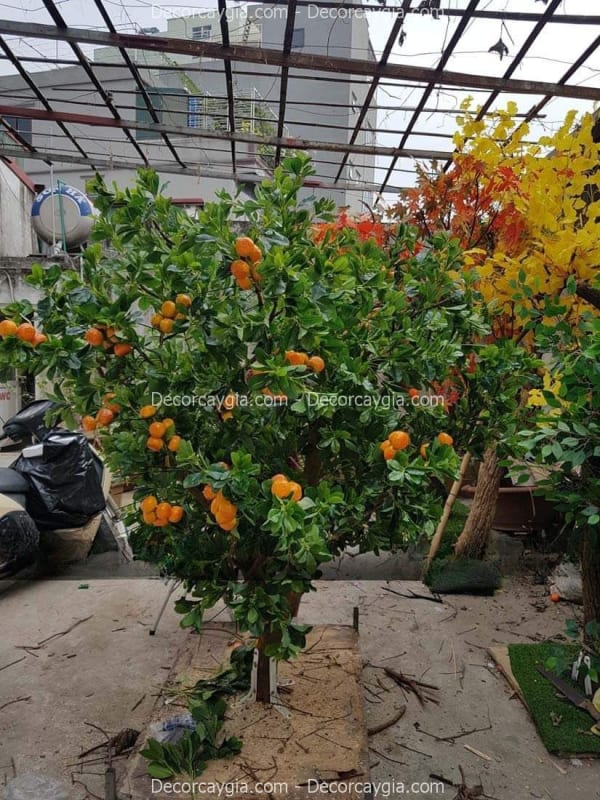 Cây trái giả Hà Nội