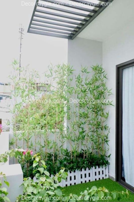 Cây trúc giả