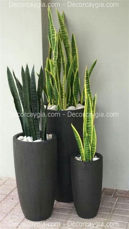 Chậu cây giả Hà Nội