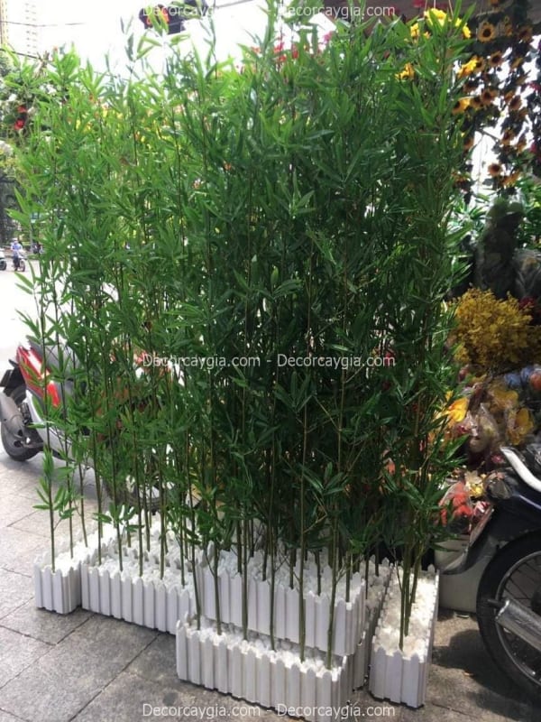Cây trúc giả
